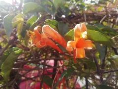 Pyrostegia