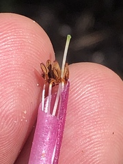 Erica diaphana