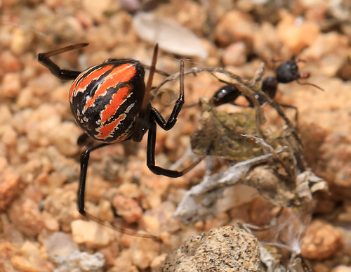 West Coast button spider