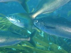 Telescope Fish photo 3