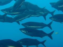Telescope Fish photo 4