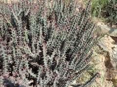 Euphorbia schinzii