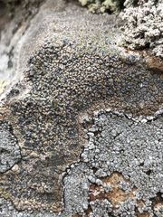 Immersaria athroocarpa