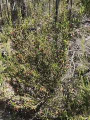 Erica diaphana