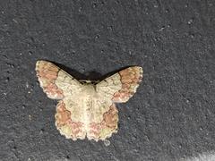 Pingasa ruginaria pacifica