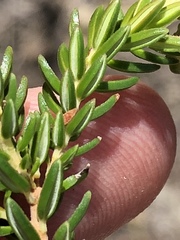 Erica diaphana