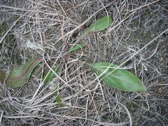 Penstemon cobaea