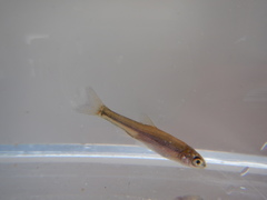 Couesius plumbeus