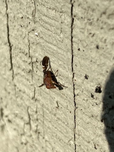 Unknown species found near S Jane St, Louisville, KY, US