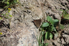 Parrhasius moctezuma