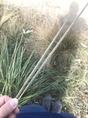 Muhlenbergia macroura