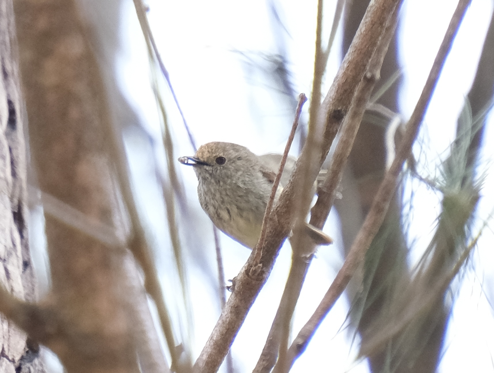 Acanthiza pusilla (Shaw, 1790)