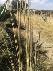 Muhlenbergia macroura