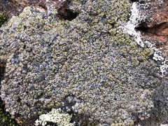 Immersaria athroocarpa