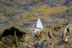 Celastrina echo gozora