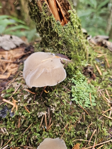 Pseudohydnum gelatinosum