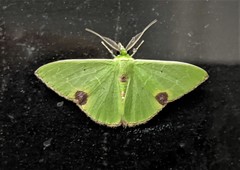 Comibaena fuscidorsata