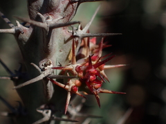 Euphorbia schinzii