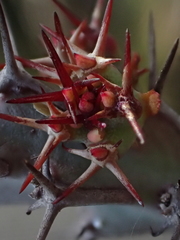 Euphorbia schinzii