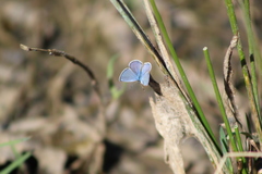 Hemiargus