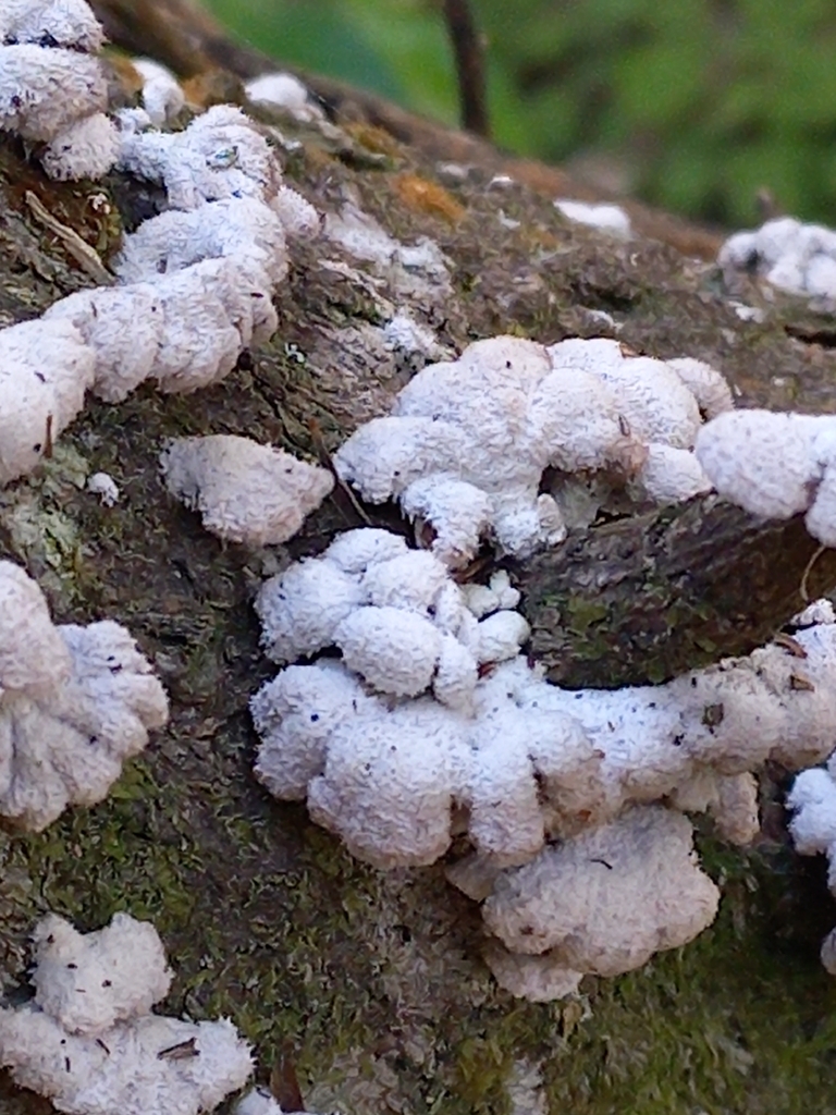 Schizophyllum commune · October 2025 · photo: © futurenz (iNaturalist, cc-by-nc)