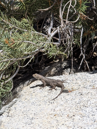 iNaturalist observation photo of Western Fence Lizard