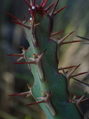 Euphorbia schinzii