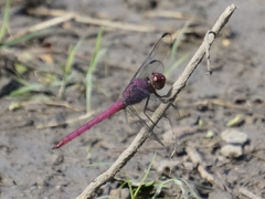 Orthemis macrostigma