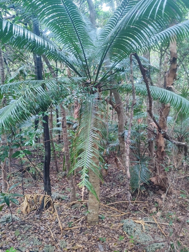 Queen Sago-palm (Cycas seemannii)
