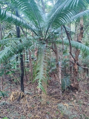 Cycas seemannii, photograph author not stated, no rights reserved