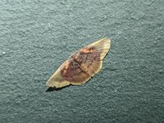 Chrysocraspeda dysmothauma