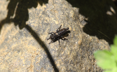 Pritchardia hirtipes