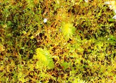 Stellaria crassifolia