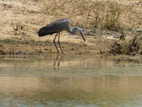 Grey Heron