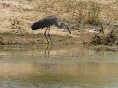 Ardea cinerea