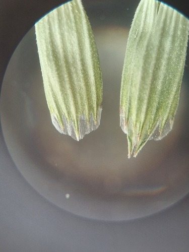Glyceria notata iNat (2)