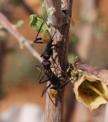 Camponotus fulvopilosus