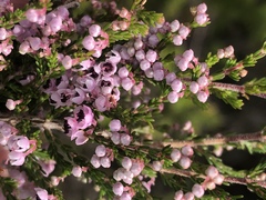 Erica melanthera