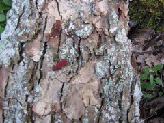 Cucujus cinnaberinus