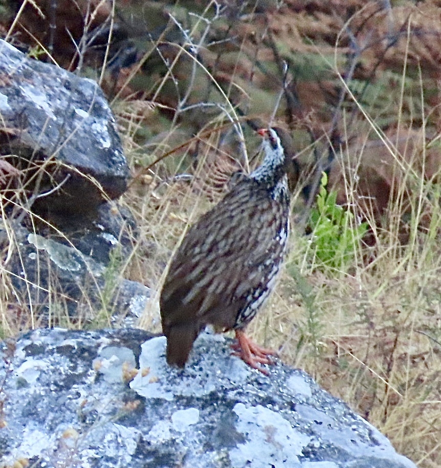 Swierstra's Spurfowl (Pternistis swierstrai), photo 4