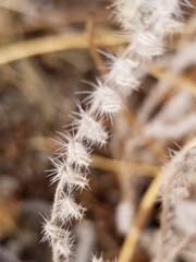 Cryptantha barbigera