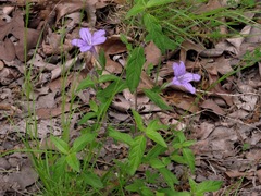 Ruellia pedunculata