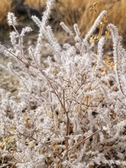 Cryptantha barbigera