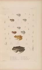 Fiji Ground Frog photo 2