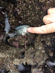 Haliotis cracherodii