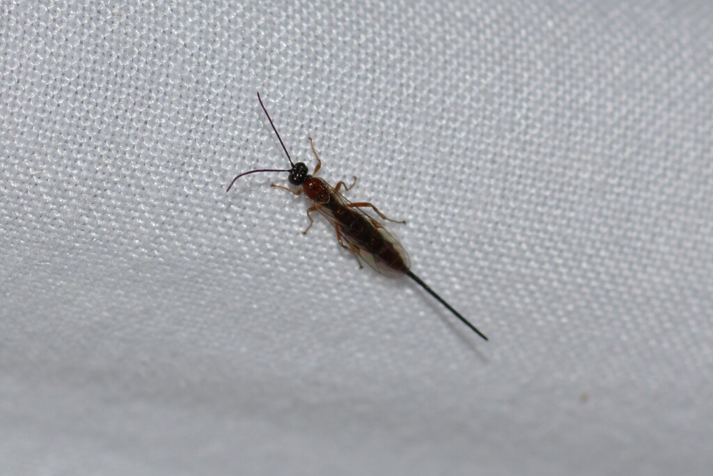 Scambus elegans