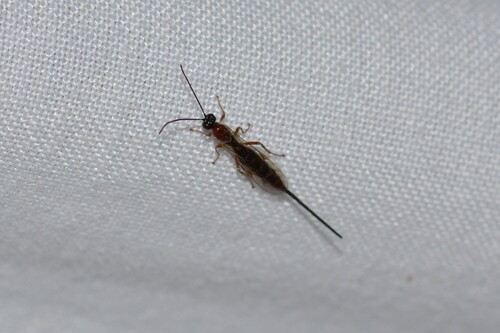 Scambus elegans