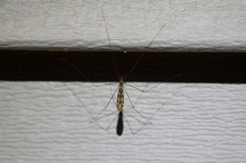 Unknown species found near Madison, WI, USA