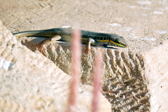 Trachylepis quinquetaeniata