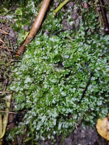 Endive Pellia
